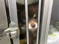 [황금 개띠해, 극과 극①]“가족이라더니…” 내일 운명 알 수 없는 유기견