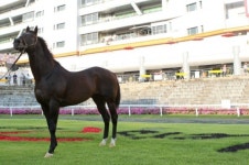 [헤럴드e렛츠런] 국내 최고 씨수마 ’메니피‘ 제주 목장 복귀