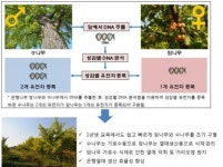 가로수 은행열매 악취 해결, 기술이전으로 빨라진다…산림과학원, ‘은행나무 성감별 DNA 분석기술’ 민간기업 이전