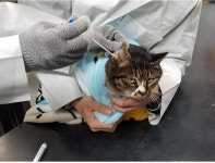 인천 보건환경연구원, 반려동물 항생제 내성균 검사 사업 착수