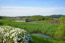 안산 시화호 갈대습지 오늘 재개장…아이 손잡고 나들이 어때요