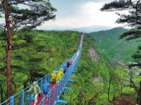 ‘금강송길 ’을 걷다, 치유의 시간을 갖다