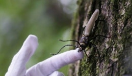 자취 감췄던 장수하늘소, 멸종 피한 극적인 사연보니…