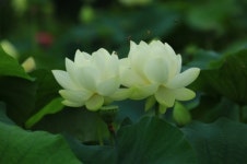 폭염 덕에 길게 피는 연꽃…두물머리 홍련-백련 절정