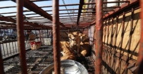 서울서 매일새벽 10마리 불법 개도축·폐수 방류…15년간 버려진 ‘비양심’업자 3명 입건