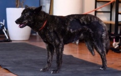 [TAPAS] 내 보조기를 소개합니다