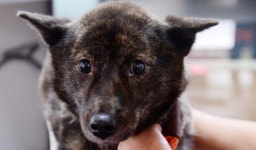 [TAPAS] 내 보조기를 소개합니다