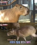 ‘물돼지’ 카피바라 어떤 동물?…‘사교성 갑’ 일부다처 초식성 동물