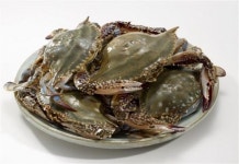 금어기 끝!…가을꽃게 전쟁 ‘스타트’