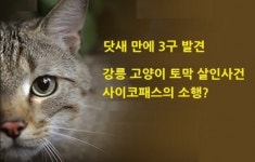 닷새 동안 3구 발견 ‘강릉 고양이 토막사건’ 불안·공포 확산