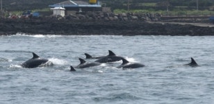 제주 돌고래 보려면 대정읍 연안 ‘최고’…발견 확률 90%