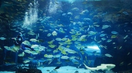 [장필수의 어장관리] 큐레이터가 박물관 대신 수족관으로 간 이유