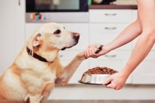 ‘노령 펫’ 프리미엄 푸드 잘나가네