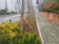 마포구, ‘도로변 유휴부지 공기 청정숲’ 조성 마쳐