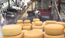 ‘몸에 좋아 2∼3배 비싼’ 목장 자연치즈서 대장균