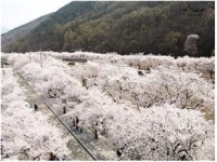 대구시, 벚꽃길 등 ‘봄내음길’ 32곳 선정