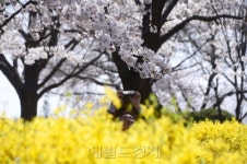 [헤럴드포토] 봄을 담다
