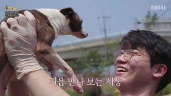 설채현, “폭스테리어 사건, 무조건 견주 잘못…안락사 신중해야”