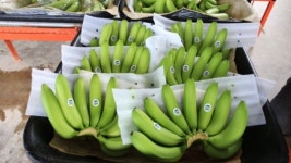 [피플&스토리]“필리핀서 바나나 직접 농사지으며 배웁니다”…오창화 진원무역 대표