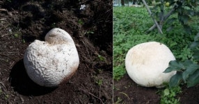 남원서 또 발견된 희귀종 ‘댕구알버섯’ 효능은?