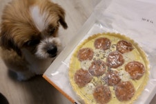 “댕댕아, 맛있어?”…반려동물용 펫피자 ‘미스터펫자’ 먹여보니