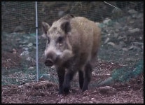 강원 철원 야생멧돼지 폐사체서 돼지열병 바이러스 검출