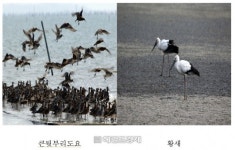 전남 신안서 13일까지 국제철새심포지엄…철새 서식지 갯벌 보전 논의
