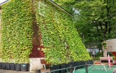 관악구, 구립어린이집 2곳에 ‘그린커튼’ 설치