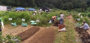 강남구, 수서동 도시텃밭 분양