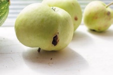 벌레가 먹어본 농산물 ‘파이토케미컬’ 더 많아...세포 활성·면역력 향상