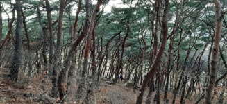 수원 팔달산 자연림, ‘천년의 소나무 숲’ 조성
