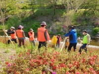 용인 풍덕천2동, 주민자치위서 정평천 산책로 벚나무 식재