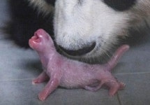 고향이 한국 아기 판다 탄생…에버랜드서 자연번식 첫 성공