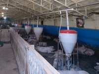 용인시, 양돈농가 FTA 폐업지원금 신청 접수