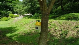 파주시 율곡수목원, 매미나방 등 돌발해충 친환경적으로 방제