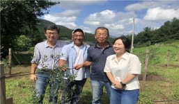 전남 첫 올리브 열매 수확하는 고흥농장 ‘화제’...셰프,대기업 출신 의기투합 ‘귀농인생’