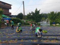 여주시새마을회, 김장나눔 배추 모종 심기