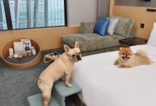 호텔도 금견구역 아니다…‘펫 프렌들리’ 체중제한 두는곳 안두는곳