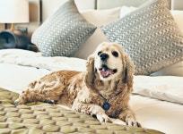 호텔도 금견구역 아니다…‘펫 프렌들리’ 체중제한 두는곳 안두는곳