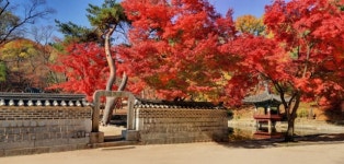 “설악,내장 안 부럽다” 서울·경기 궁능 단풍개화기와 명소