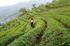 하동 차,달마중,짚라인,슬로웨이 꽉 찬 생활관광 [함영훈의 멋·맛·쉼]