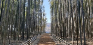 하동 섬진강변에 새로운 힐링 명소, 대나무 숲 산책로 탄생