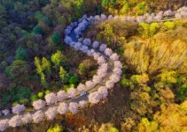 ‘봄내’ 춘천 가는 노란 봄길, 파란 물길, 그리고 기찻길