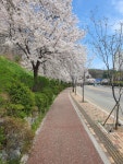 성남 도촌북로 ‘벚꽃길 포토존’ 개장