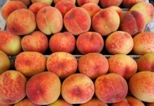 옛마을 사라져도 그시절 타임캡슐 간직한 세종 사람들