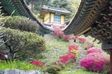 세계최대 옥상정원·공룡시대 소나무...인문·자연 공존도시 ‘세종’
