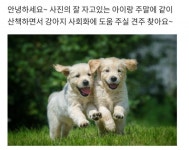 “강아지 산책 친구 구해요”…‘애견 듀오’ 된 당근마켓