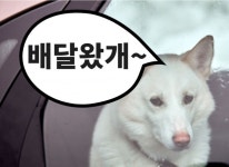 “배달음식 시켰더니 엄청 큰 개 등장” 개털 날리는 배달