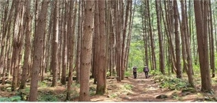 원주 치악산 둘레길 11개 코스 139.2km, 20일 전 구간 개통