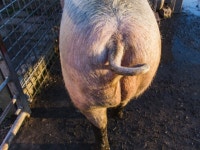 “돼지, 엉덩이로도 숨 쉰다”